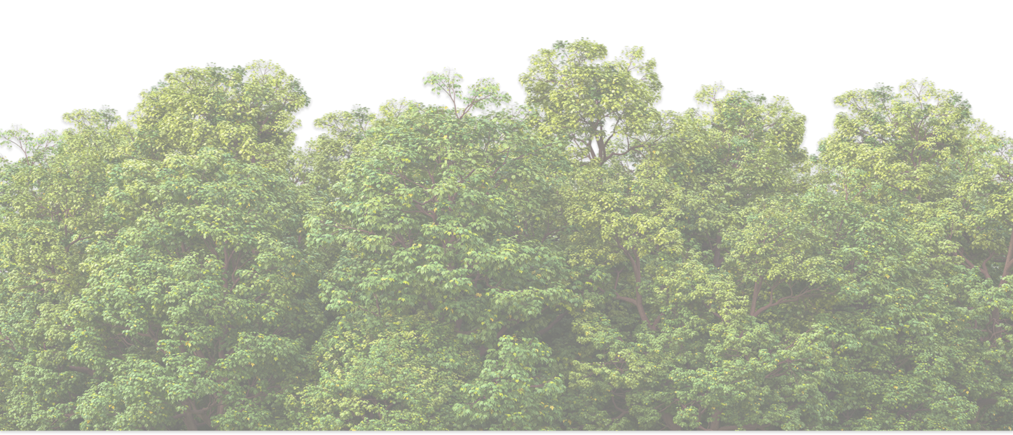 main-forest-background