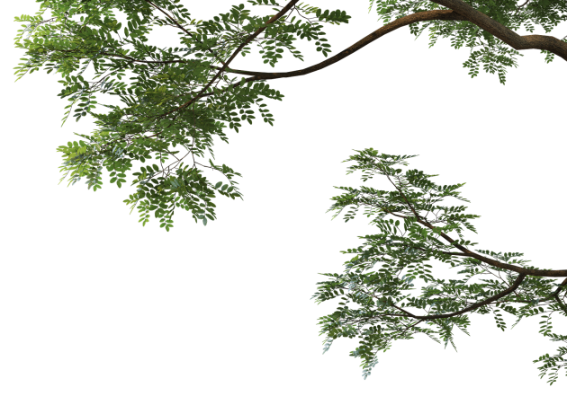 main-tree-right