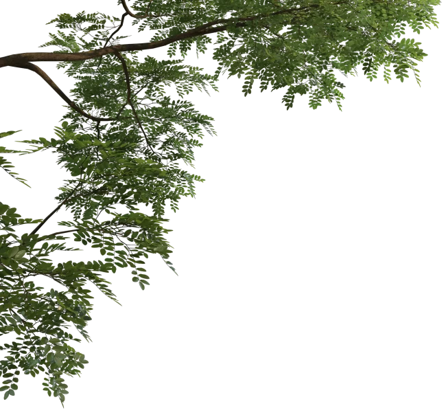 main_tree_left